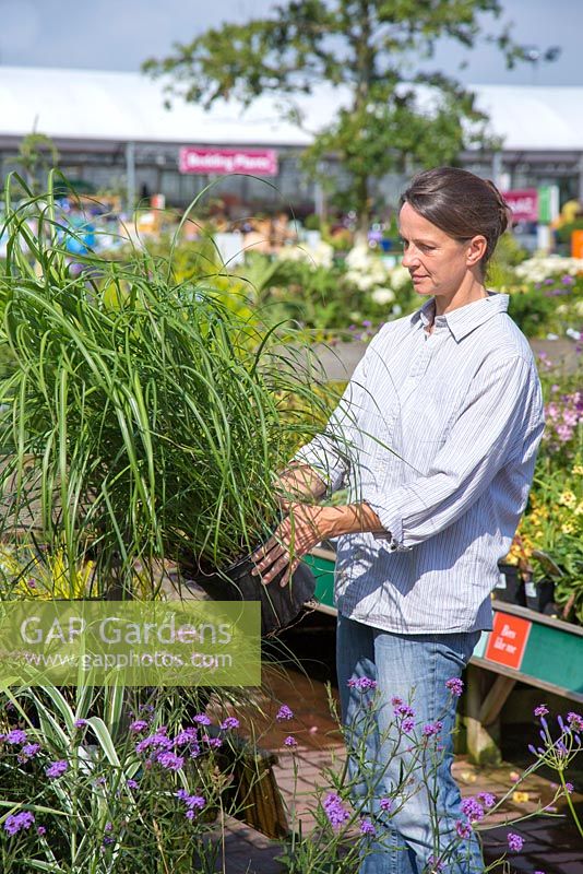 Female customer browsing grasses for sale at a garden centre. Miscanthus sinensis 'Hermann Mussel'
