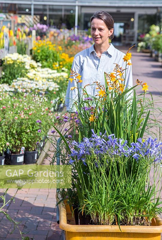 Female customer pulling a trolley of plants through a garden centre. Crocosmia and Agapanthus