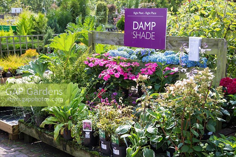 Collection of Damp shade themed plants at a garden centre.