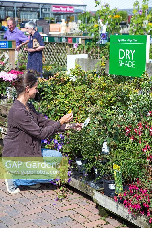 Female customer browsing Dry shade themed plants at a garden centre.
