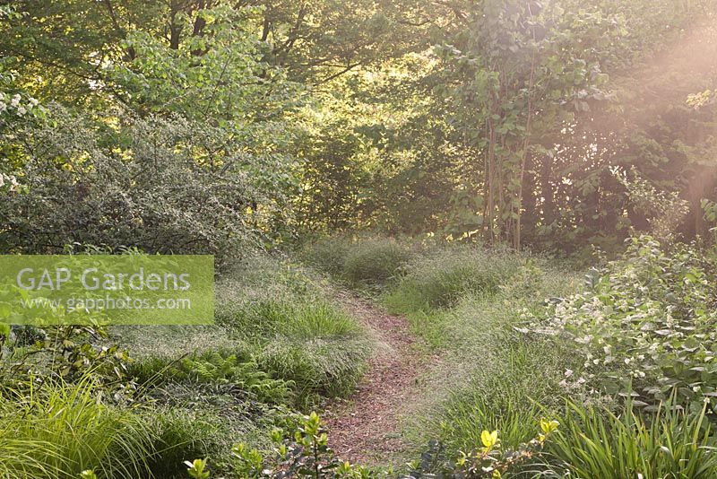 Path through wild woodland garden in spring at dawn with Melica uniflora var. albida