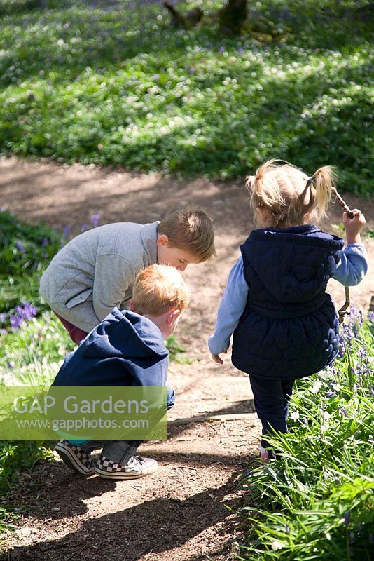 Children playing in spring bluebell woodland