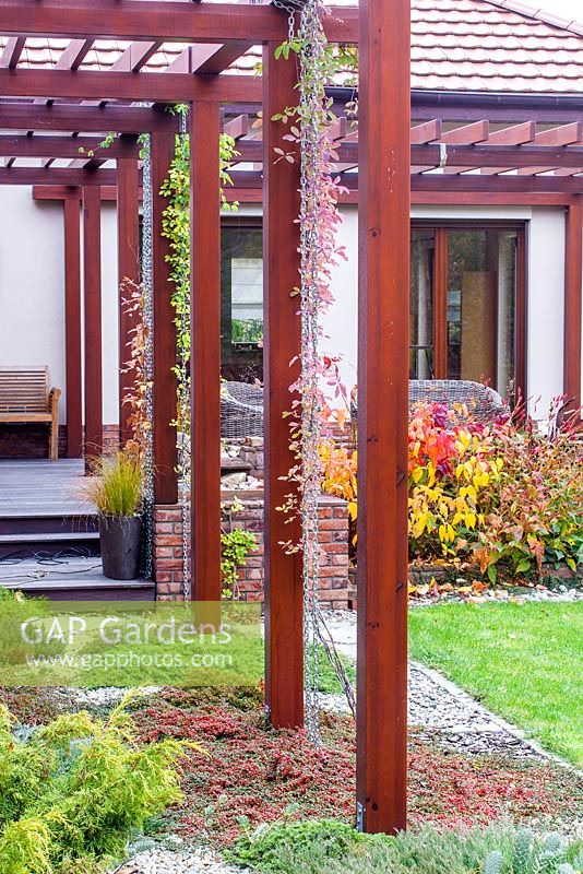Wooden pergola with plant support chains and Cotoneaster 'Streib's Findling' as groundcover