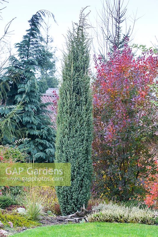 Autumnal border with mixed ericaceae and conifers