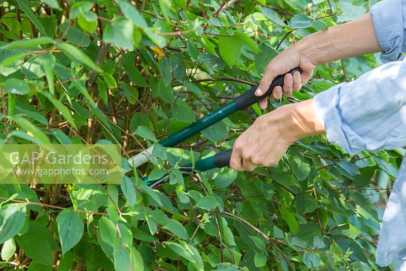 Pruning Philadelphus coronarius. Using shears to prune bush