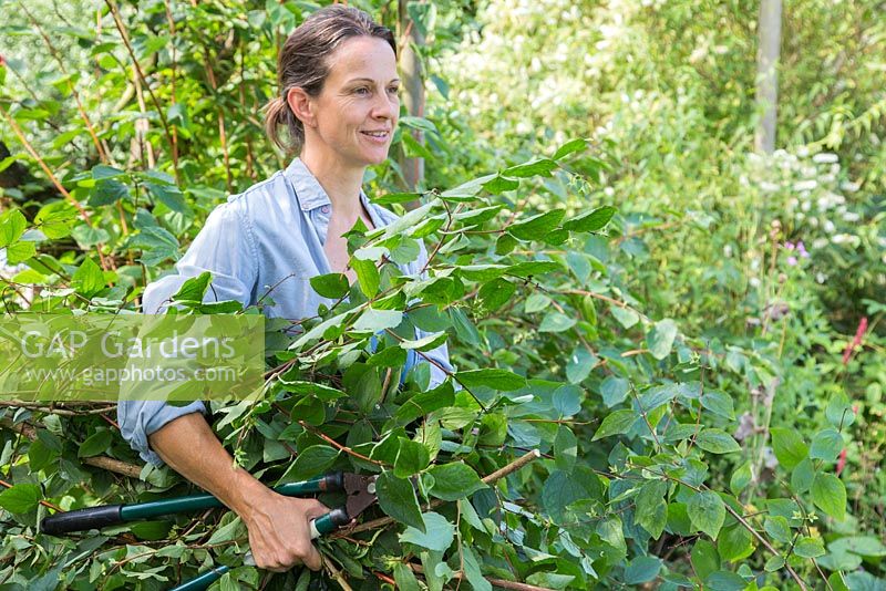 Pruning Philadelphus coronarius. Woman carrying pruned cuttings for composting