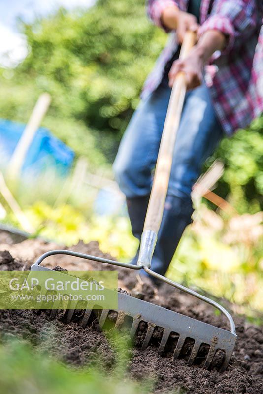 Close up of raking soil in an allotment patch
