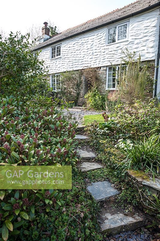 Skimmia and Daphne odora frame steps up to a whitewashed cottage. 