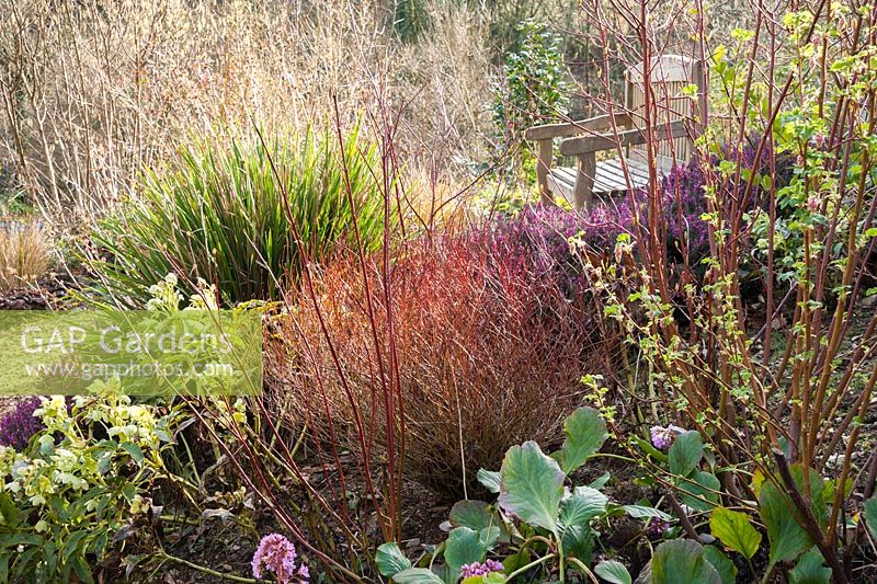 Bench surrounded by colourful cornus stems, flowering currant, hellebores and bergenias in a winter garden.