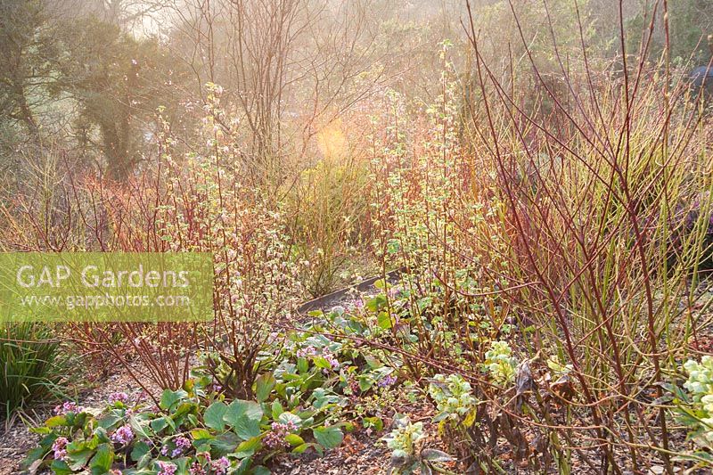 Coloured stemmed cornus, flowering currant Ribes praecox, hellebores and bergenias mingle in a garden planted for winter interest. 