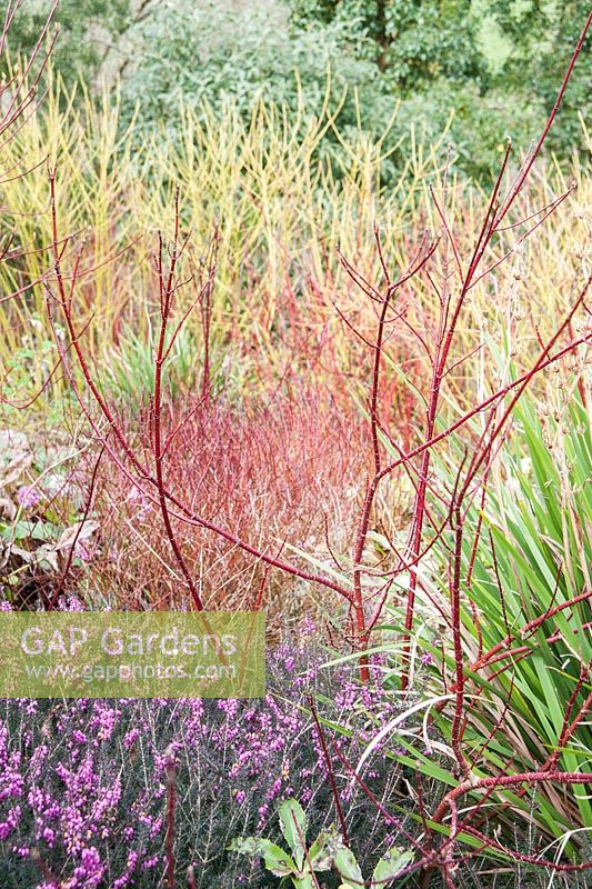 Red stems of cornus amongst heathers, hellebores and other cornus varieties in a winter garden.