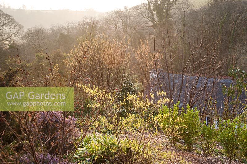 Coloured stemmed dogwoods, heathers, hellebores and daffodils mingle in a country garden planted for winter interest. 