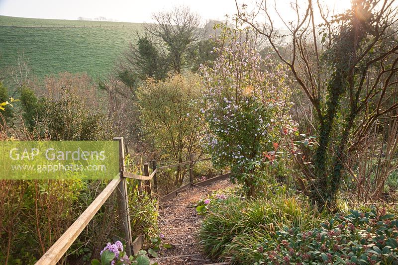 Steps lead up a steep bank past scented Daphne bholua 'Jacqueline Postil' to a mix of dogwoods underplanted with bergenias in a country garden planted for winter interest. 
