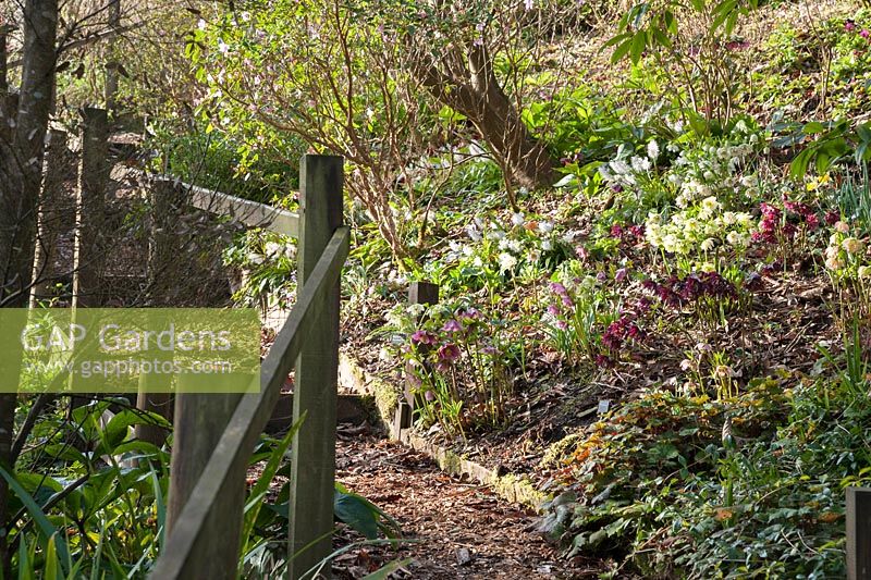 Steps lead up a steep bank full of hellebores below deciduous shrubs including rhododendrons in a garden planted for winter interest.