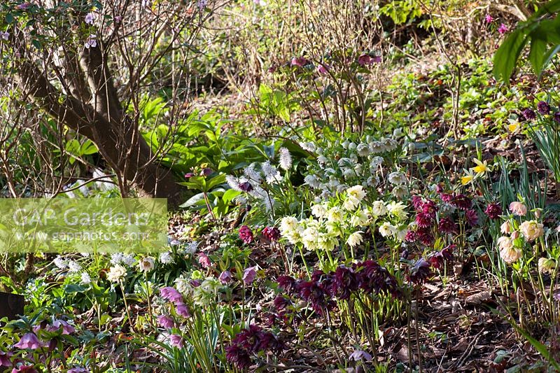 Double hellebores on a steep bank amongst daffodils in a country garden planted for winter interest. 