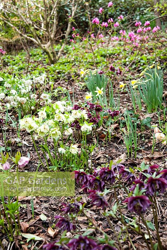 Double hellebores on a steep bank amongst daffodils in a winter garden.