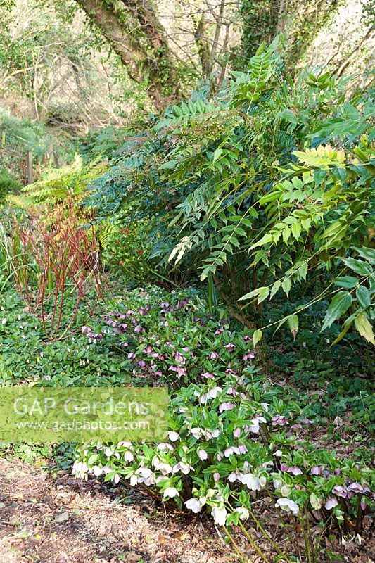 Hellebores and dwarf comfrey, Symphytum grandiflorum with mahonia and cornus in a garden planted for winter interest.