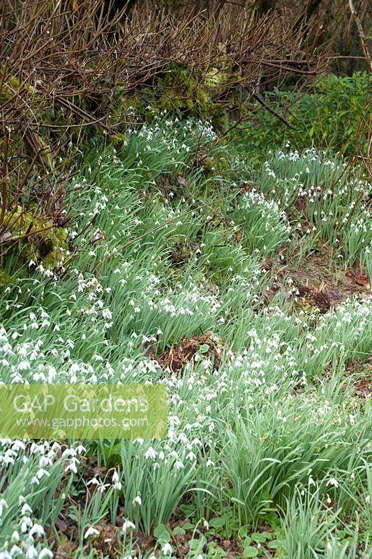Galanthus - naturalized snowdrops in hedge bank. 