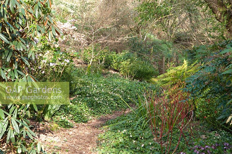 A soft path edged with dwarf comfrey - Symphytum grandiflorum, mahonia, cornus, skimmias and camellias in a country garden planted for winter interest.