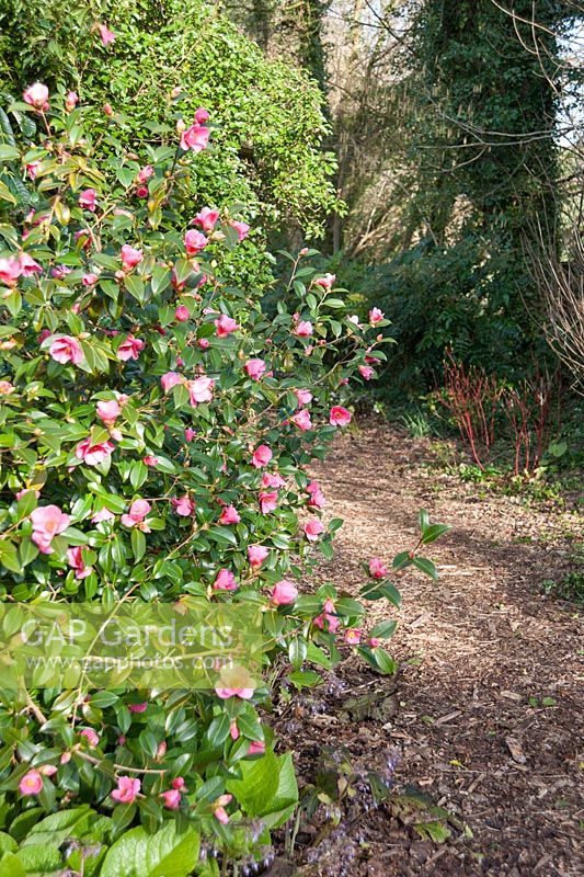 Camellia x williamsii 'St Ewe'. 
