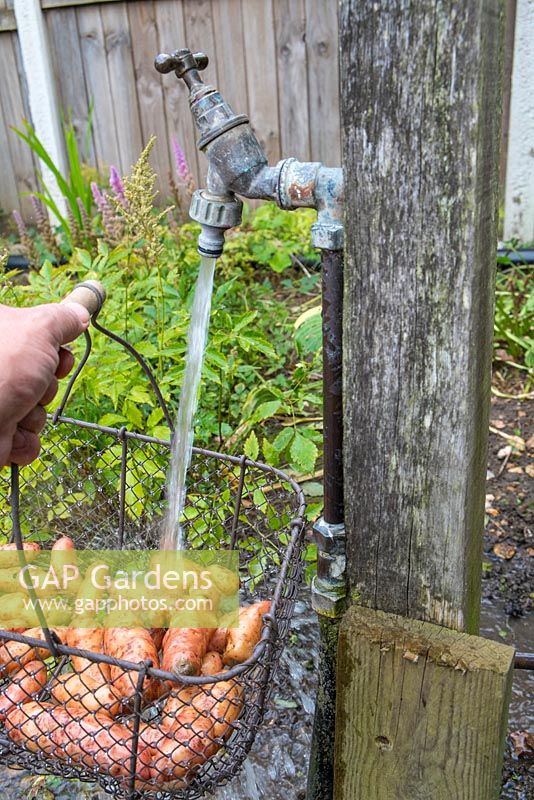 Late potatoes 'Pink Fir Apple' in wire trug being washed under garden standpipe.
