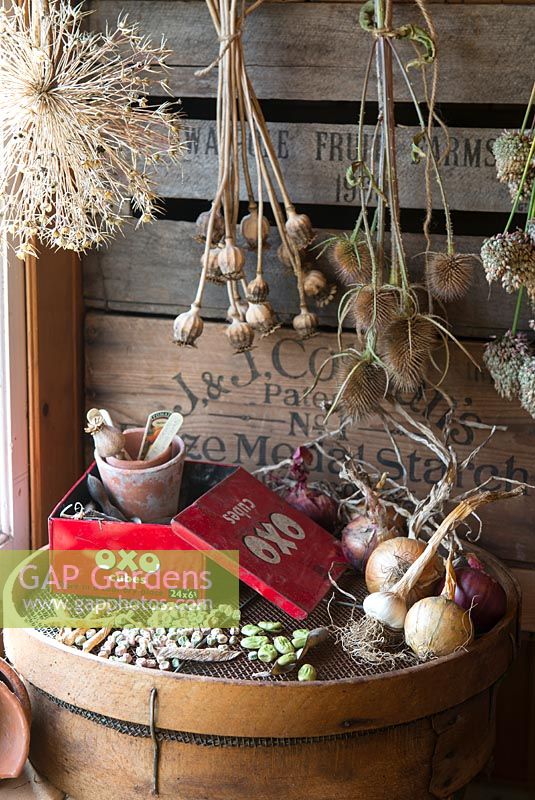Autumnal Potting bench with saved seeds, decorative seed heads and antique garden sieve.