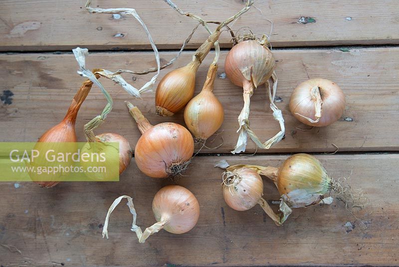 Garden onions, dried and ripened on the potting bench
