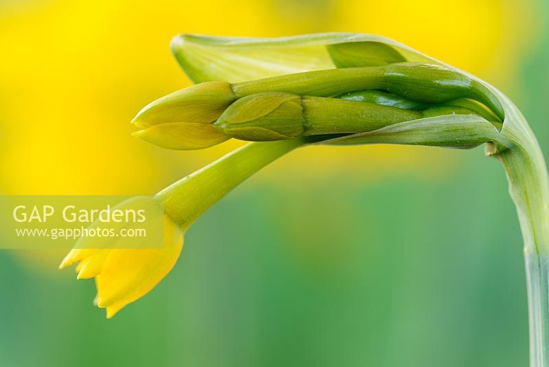 Narcissus 'Little Oliver', Daffodil, Division 7, Jonquilla 