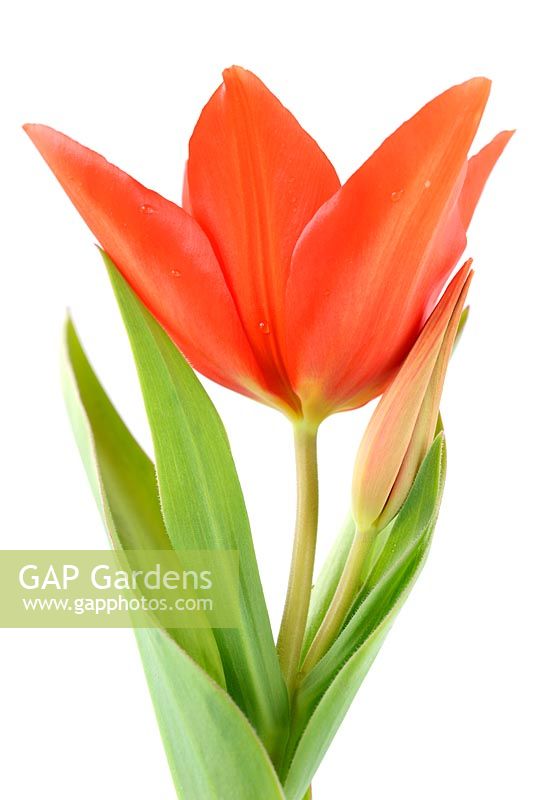Tulipa praestans 'Van Tubergen's Variety'  Tulip, April
