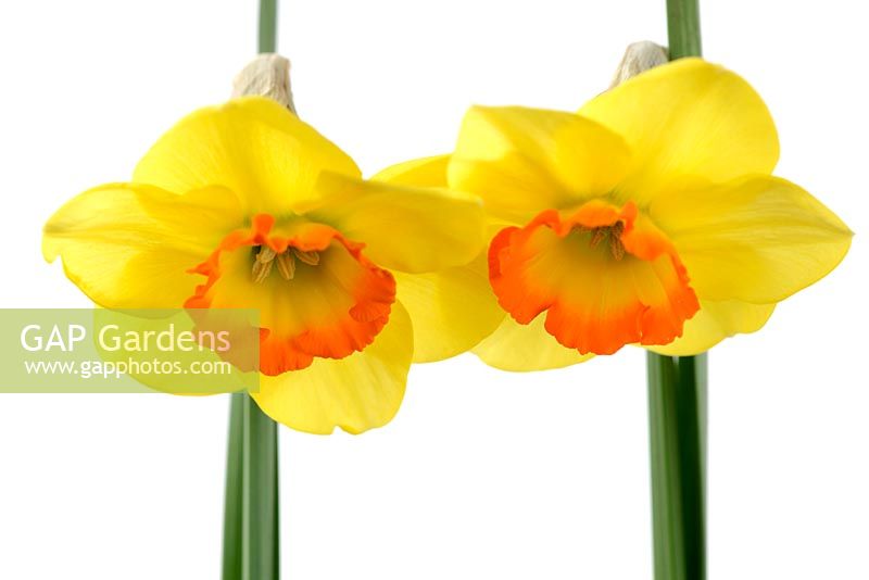 Narcissus 'Bantam' AGM, Division 2, Large-cupped  