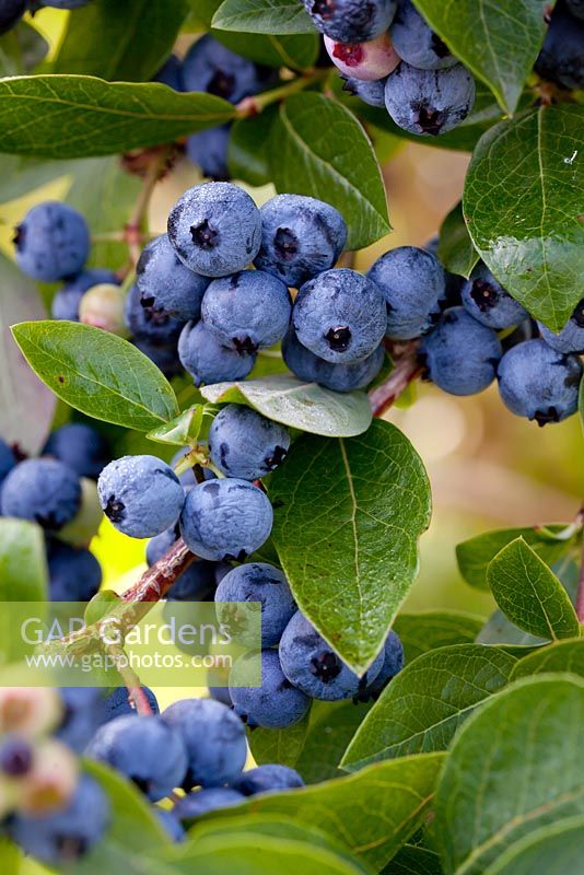 Vaccinium corymbosum 'Ivanhoe' - Blueberry 