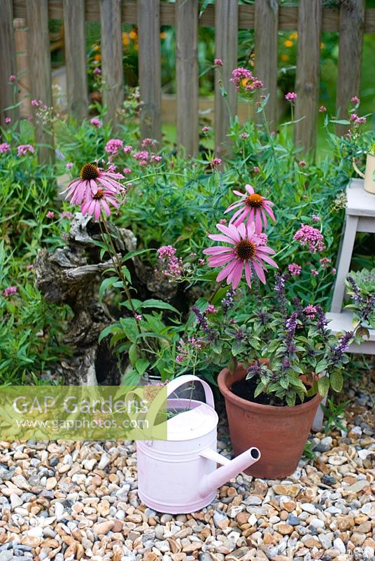 Pink and purple flowering plants including Echinacea purpurea in pots on patio
