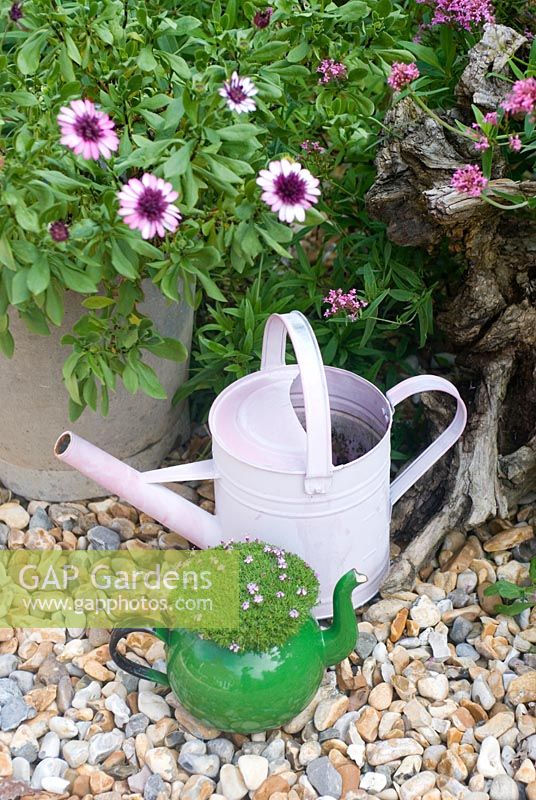 Silene acaulis 'Mount Snowdon' in enamel teapot with pink watering can