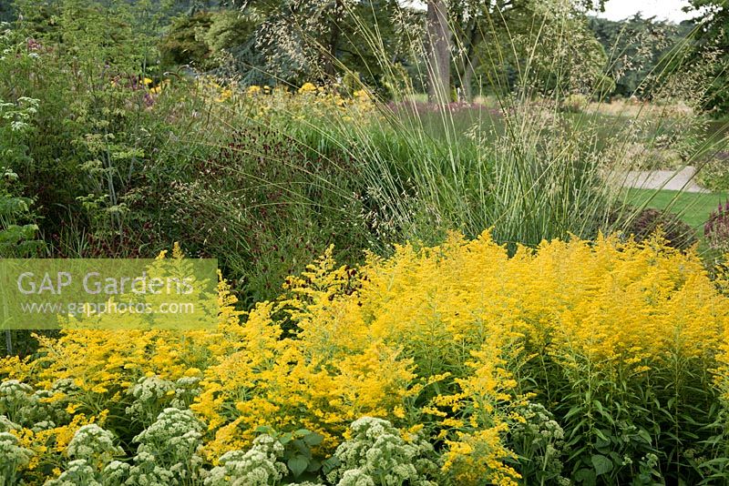 Solidago 'Goldenmosa' at Trentham Gardens, NGS, Staffordshire