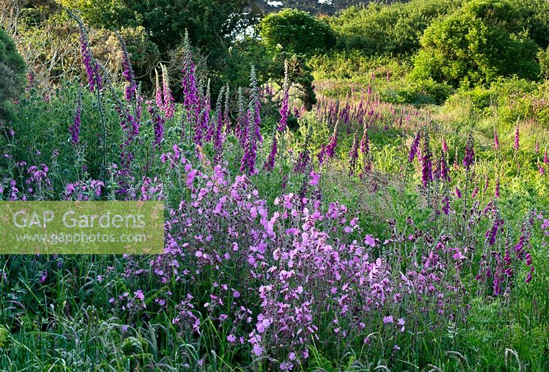 Silene Dioica - Red Campion and Digitalis purpurea - Foxgloves on the north coast of Isle of Anglesey, North Wales