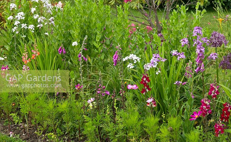 Mixed bedding of perennials and biennials Antirrhinum, Hesperis Matronalis, Cosmos and Digitalis at Cae Newydd garden on the Isle of Anglesey, North Wales 