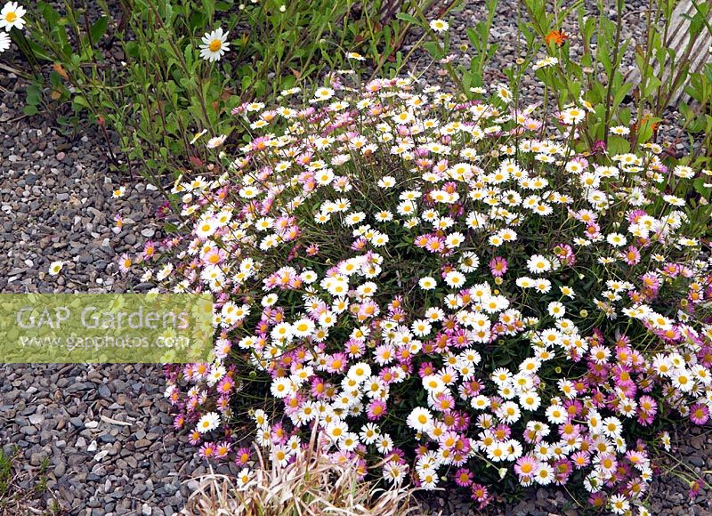 Erigeron karvinskianus 'Profusion' - Mexican Daisy at Cae Newydd on the Isle of Anglesey, North Wales 