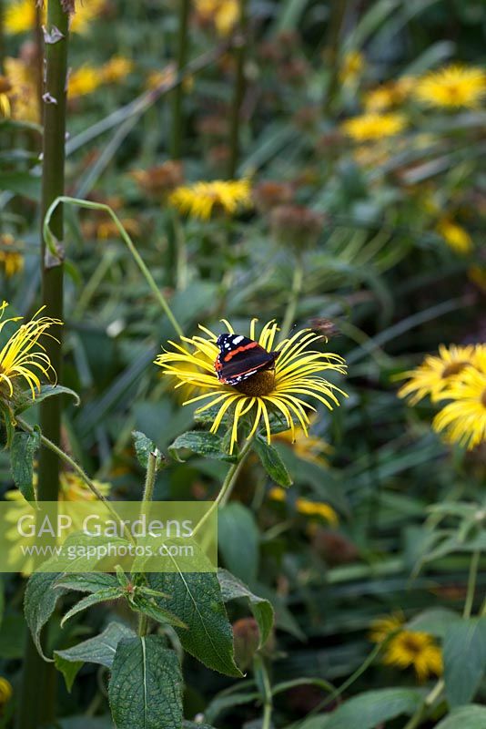 Inula oculus-christi and Red Admiral Butterfly