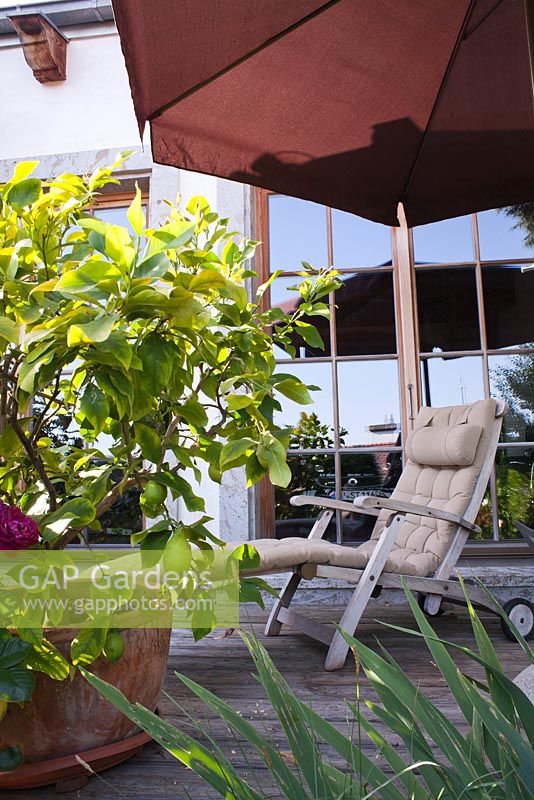 Recliner on patio with parasol and container planted with citrus tree.
