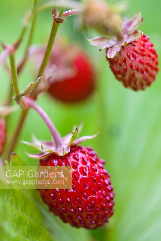 Fragaria vesca - wild or alpine strawberry