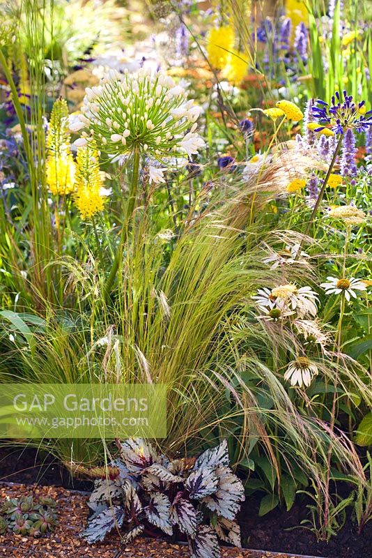 Perennial border with Agapanthus 'White Heaven', Stipa tenuissima and Echinacea.  Space to Connect and Grow