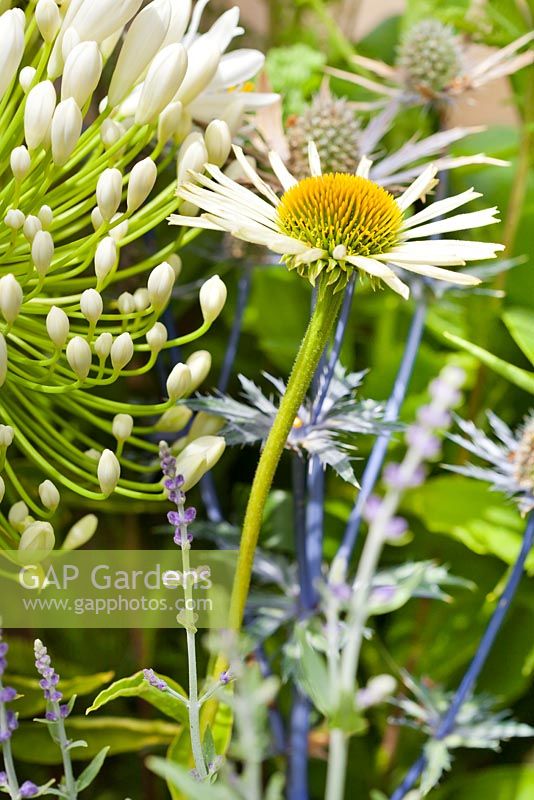 Echinacea purpurea 'White Spider', Agapanthus 'White Heaven'. Space to Connect and Grow  