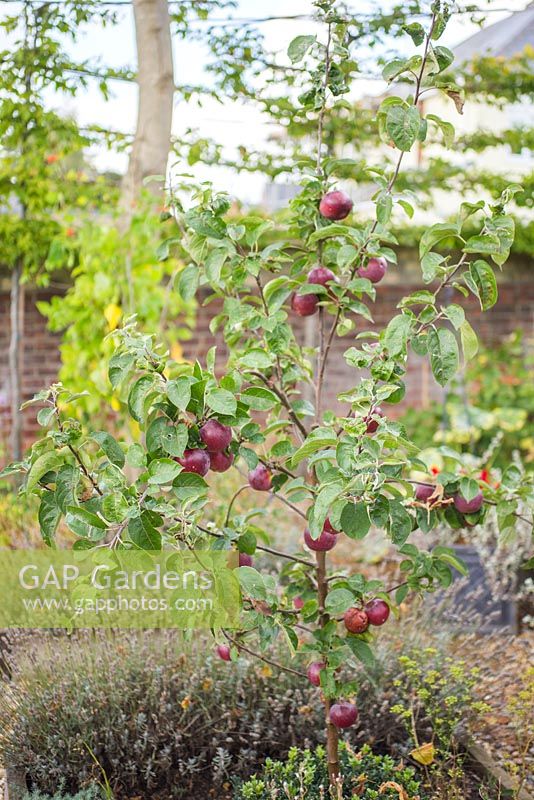 Malus 'Spartan' with ripening apples.