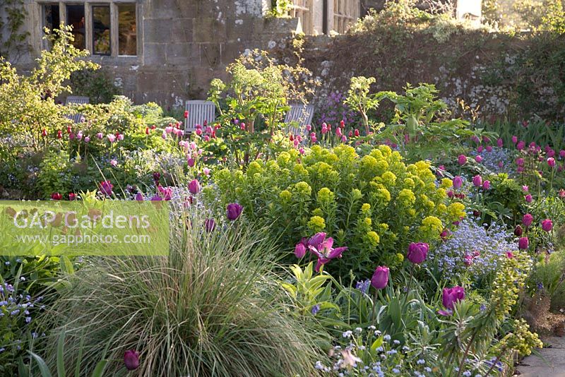 Euphorbia grasses and mixed Tulipa in spring bed