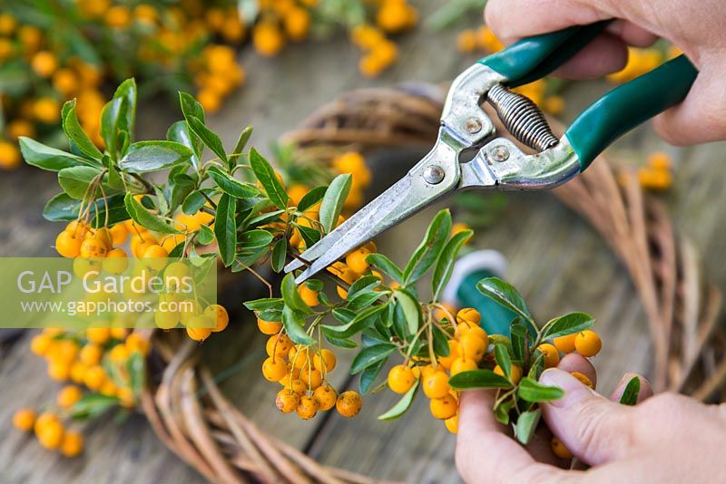 Removing needle spines from pyracantha to prevent self harm. 