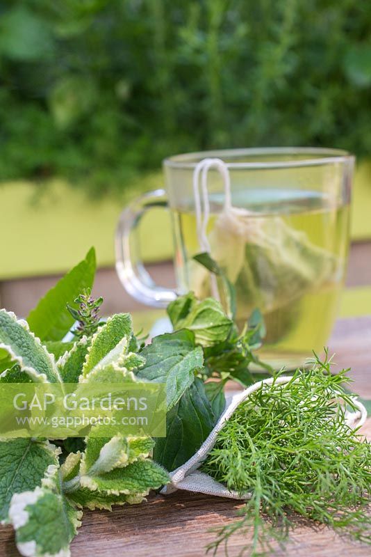 Cutting of Chamomile 'Double' within sachet, surrounded by various cuttings.
