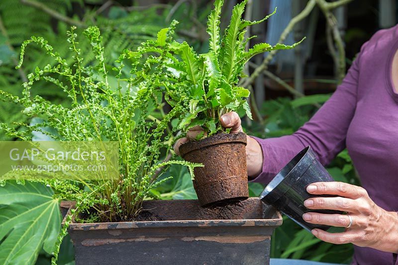 Removing Asplenium scolopendrium 'Angustifolia' from pot to plant in hopper