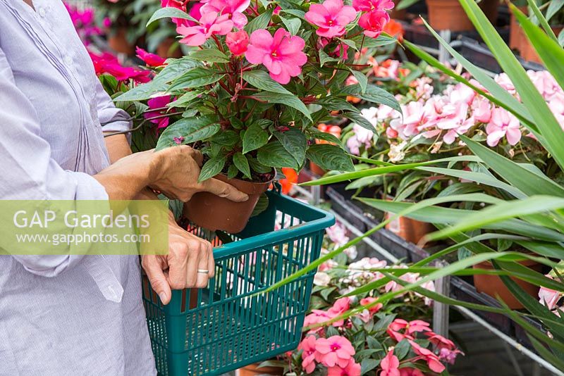 Woman placing Impatiens hawkeri in shopping basket, at a garden centre