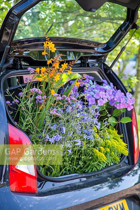 A car boot not large enough to carry purchased plants