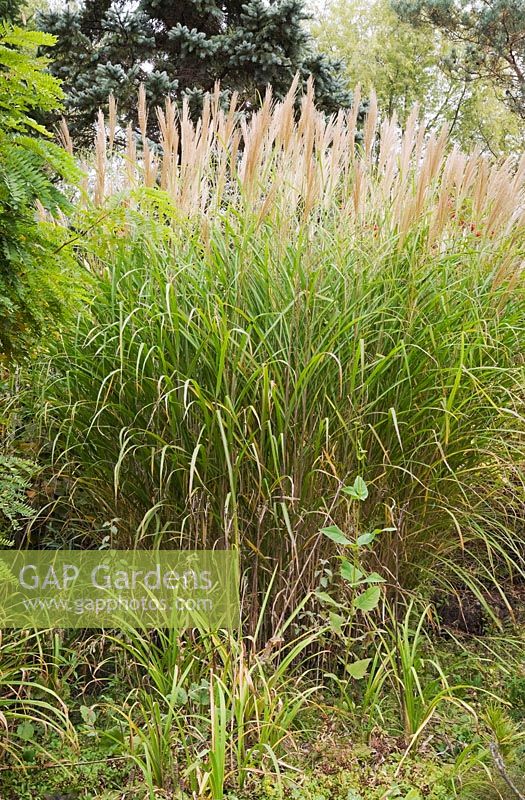 Miscanthus sinensis - Ornamental grass in autumn